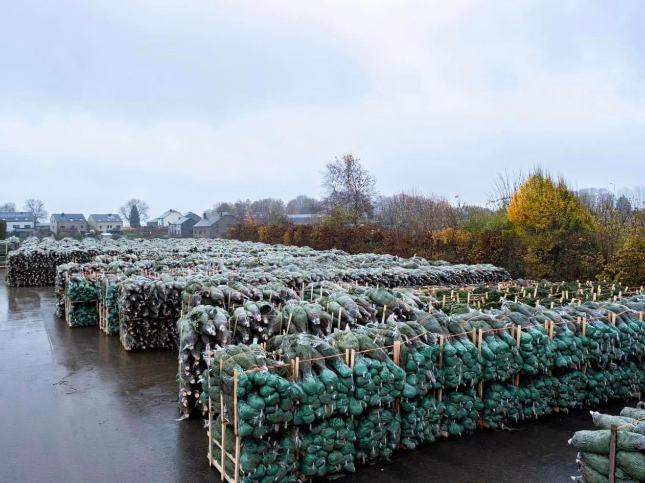 Kerstbomen Drive-in Lochristi sfeerbeeld 6